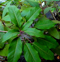 Schefflera laxiuscula