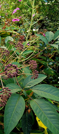 Schefflera gracilis