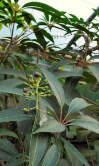 Schefflera taiwaniana × gracilis