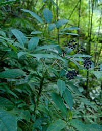 Schefflera gracilis