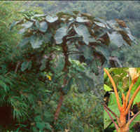 Schefflera petelotii see macrophylla