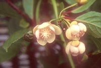 Schisandra grandiflora 'Jamu' (m)