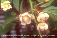 Schisandra grandiflora