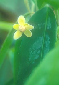 Schisandra propinqua v. sinensis