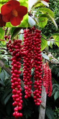 Schisandra rubriflora 'Bodnant Redberry'