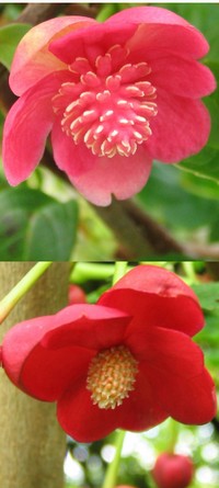 Schisandra rubriflora × incarnata