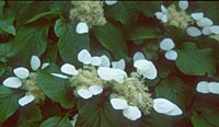 Schizophragma hydrangeoides v. concolor