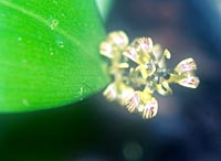 Scoliopus hallii