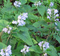 Scutellaria maekawae