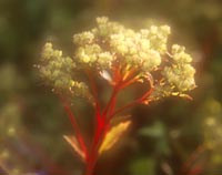 Sedum viviparum