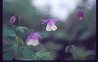 Semiaquilegia ecalcarata f. bicolor
