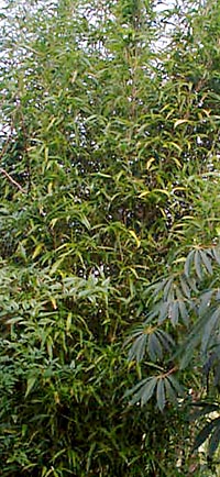 Semiarundinaria fastuosa v. viridis