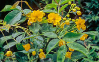 Senna alata