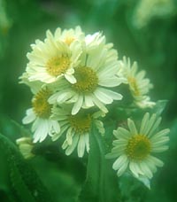 Senecio smithii