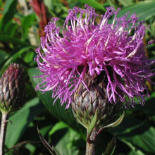 Serratula coronata v. insularis
