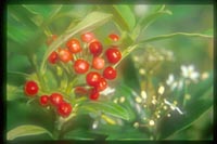 Skimmia japonica v. distincte-venulosa