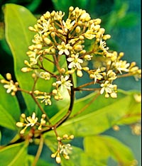 Skimmia japonica ssp. reevesiana