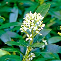 Skimmia aff. japonica v. distincte-venulosa