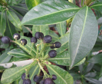 Skimmia laureola ssp. multinervia