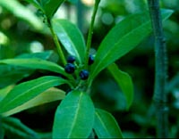 Skimmia laureola ssp. laureola