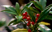 Skimmia japonica v. distincte-venulosa