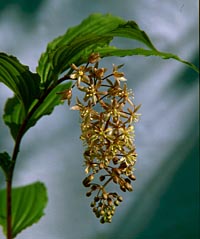 Maianthemum flexuosum