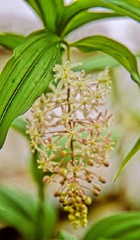 Maianthemum aff. salvinii
