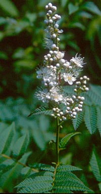 Sorbaria sorbifolia v. stellipila