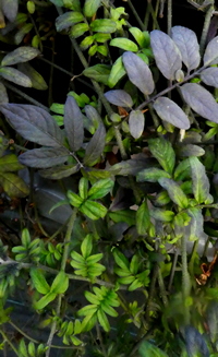 Solanum cf. uleanum