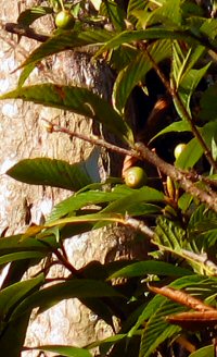 Sorbus brevipetiolata