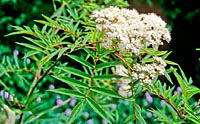 Sorbus commixta v. rufroferruginea