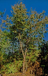 Sorbus verrucosa v. subulata see S. subulata