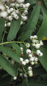 Sorbus discolores sect.