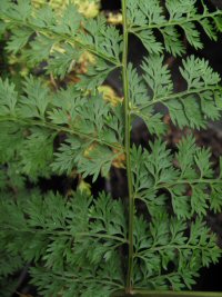 Sphenomeris chinensis