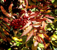 Sorbus commixta v. rufroferruginea Yakushima form