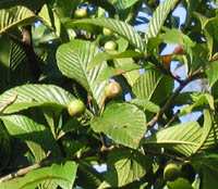 Sorbus brevipetiolata