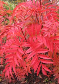 Sorbus ulleungensis