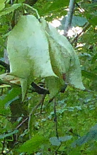 Staphylea colchica