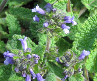 Stachys species from Guatemala