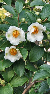Stewartia pseudocamellia from Japan