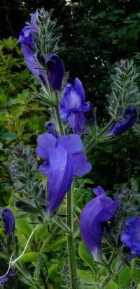 Strobilanthes attenuata