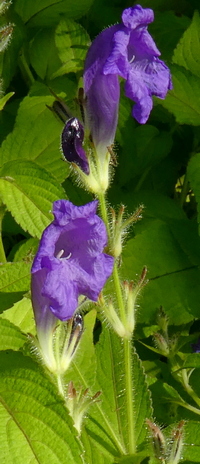 Strobilanthes wallichii