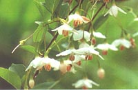 Styrax japonicus