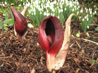 Symplocarpus renifolius