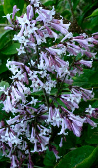 Syringa pubescens ssp. julianae 'Roy Lancaster'