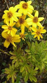 Tagetes zypaquirensis