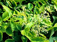 Tanakaea radicans