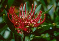 Telopea truncata