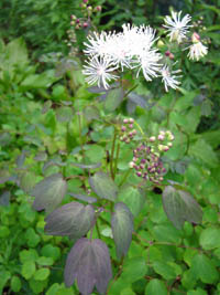 Thalictrum aquilegiifolium v. sibiricum