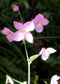 Thalictrum reniforme